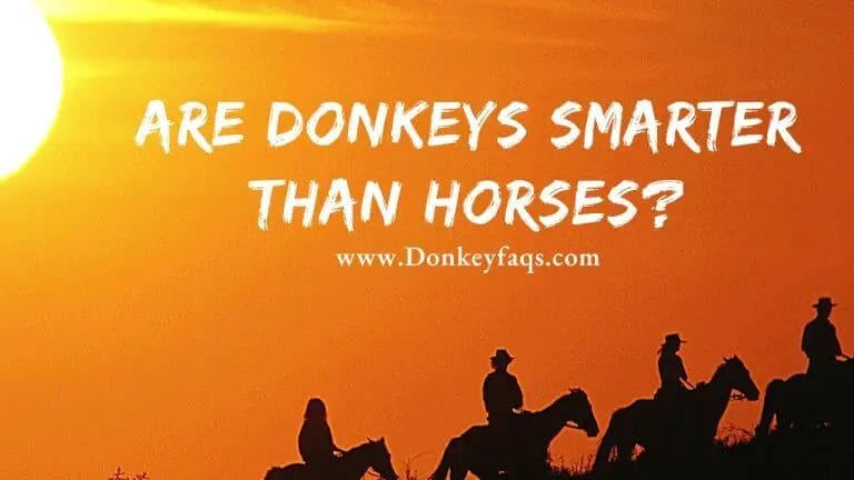 are donkeys smarter than horses

