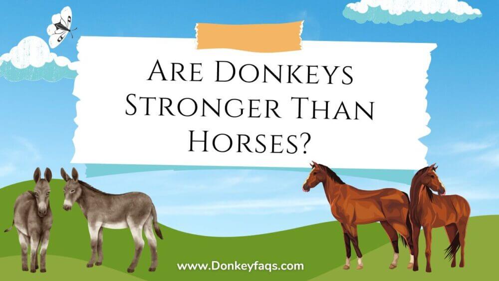 are donkeys stronger than horses
