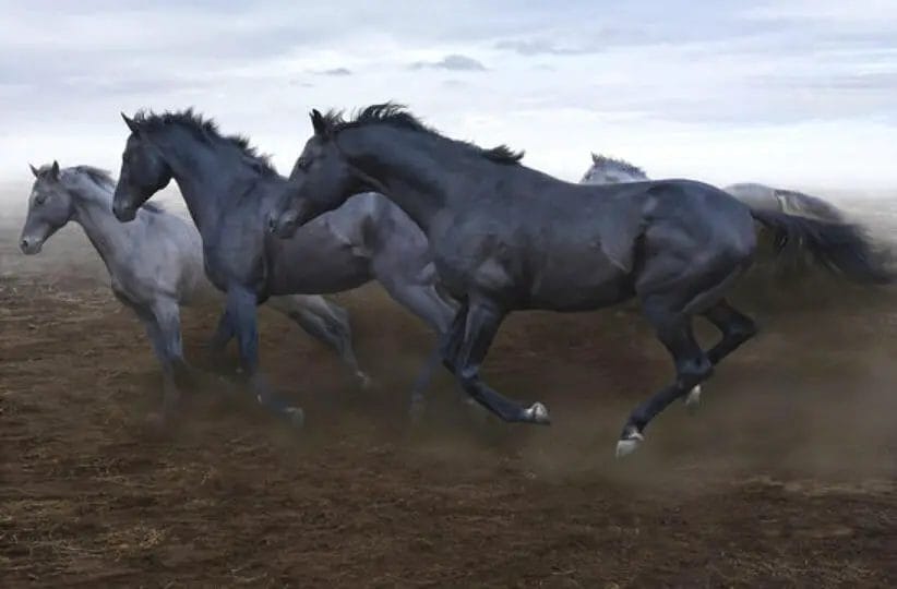 are dutch harness horses gaited
