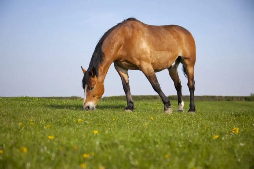 are horses herbivores

