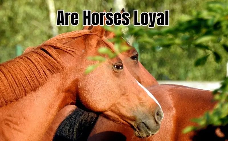 are horses loyal
