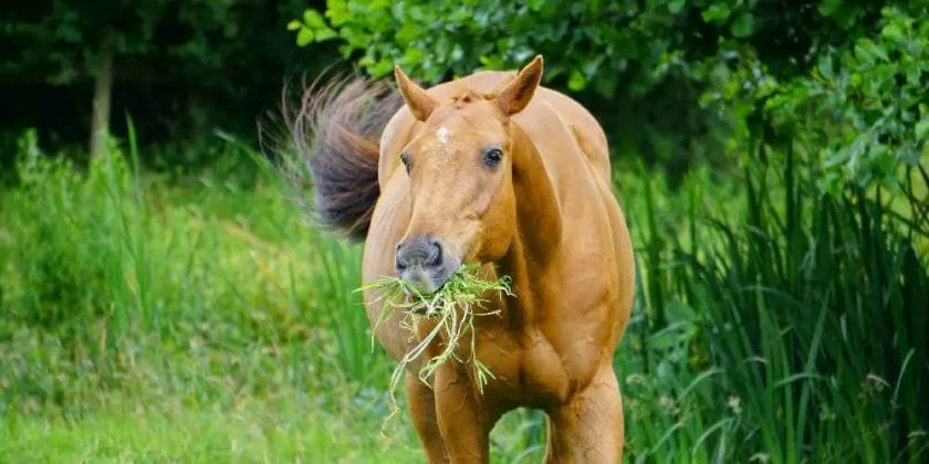 are horses omnivores