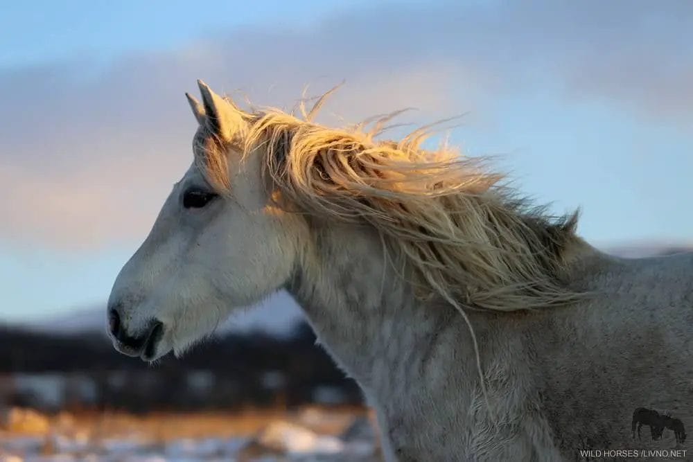 Are Horses Op? • Support Wild