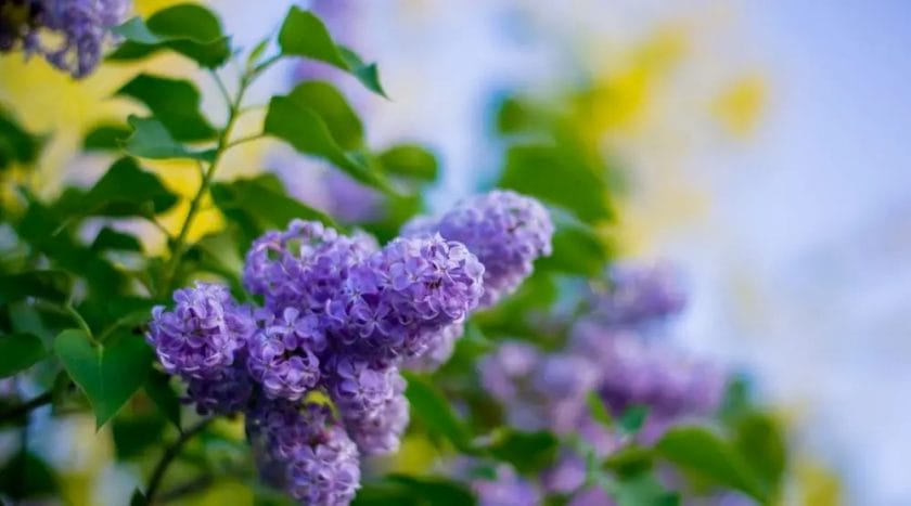 are lilacs poisonous to horses
