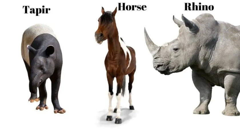 are rhinos related to horses
