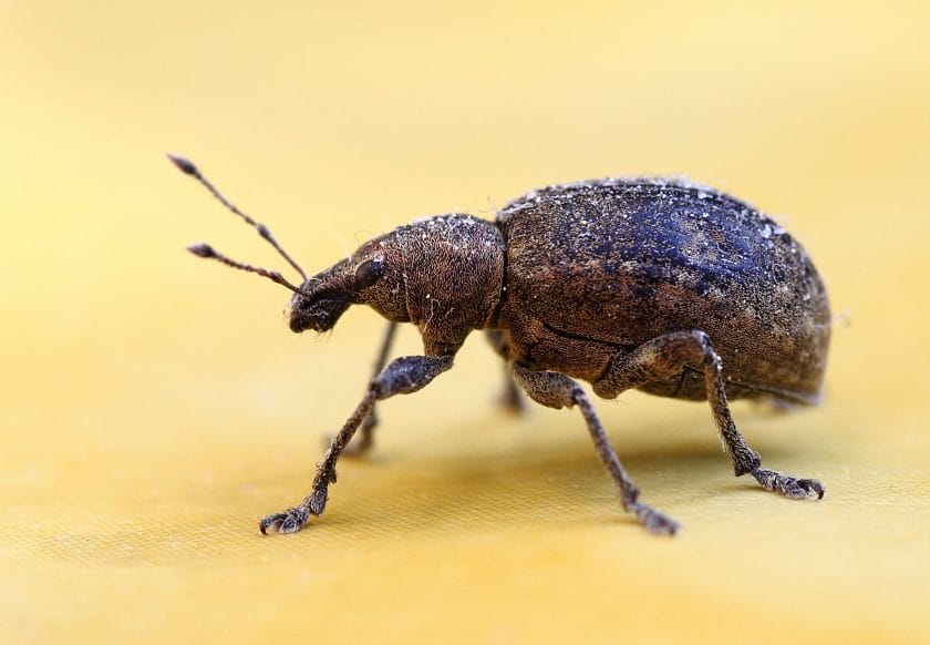 are weevils harmful to horses
