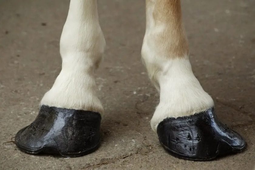 can a club foot horse be barefoot
