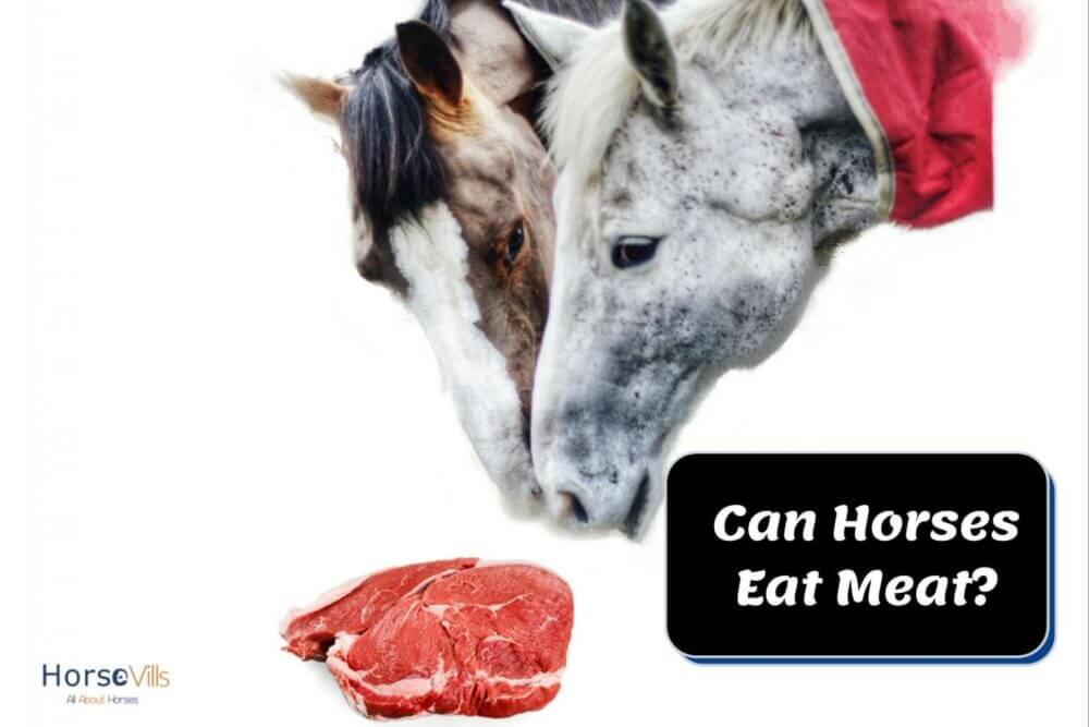 can a horse eat meat
