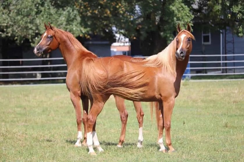 can a horse have twins
