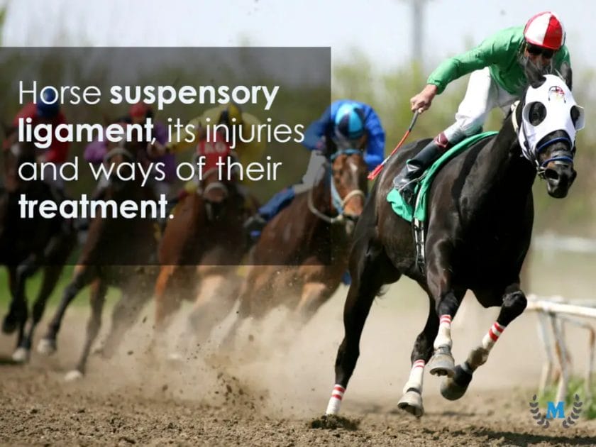can a horse jump after a suspensory injury
