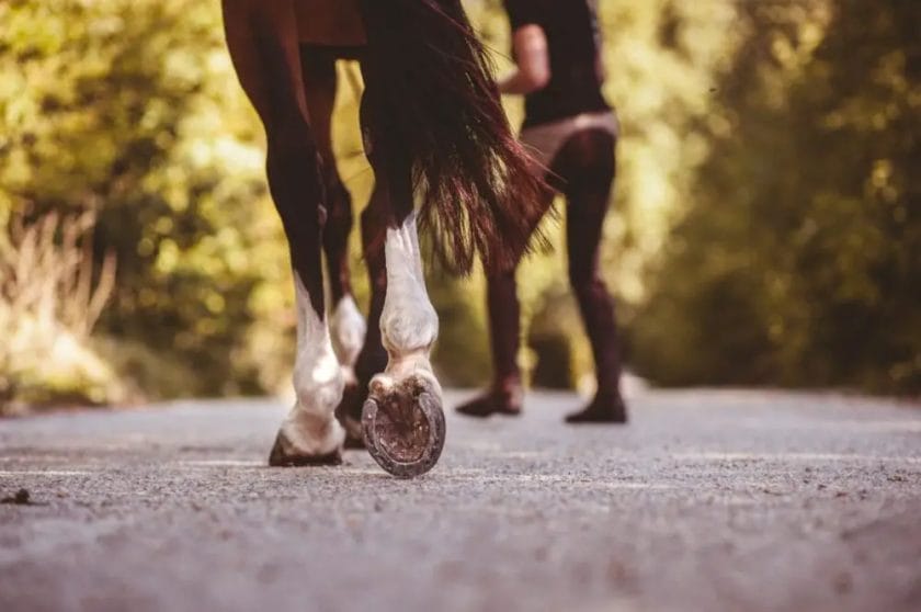 can a horse recover from a suspensory ligament injury
