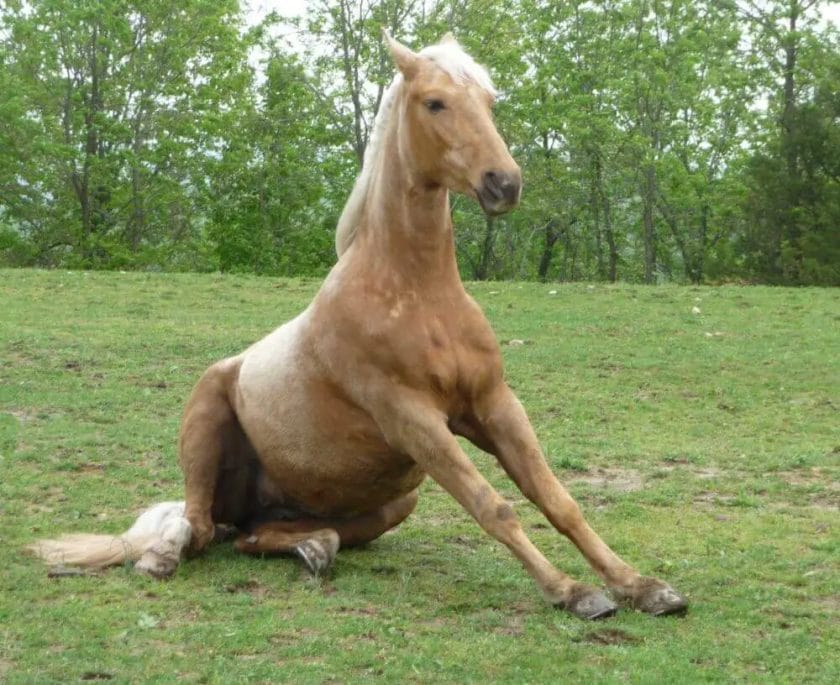 can a horse sit
