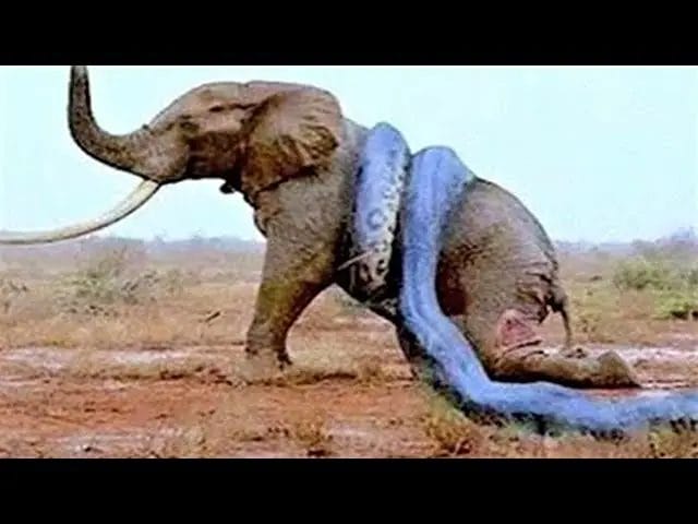 can a snake kill an elephant
