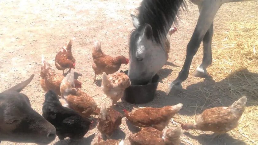 can chickens eat horse feed
