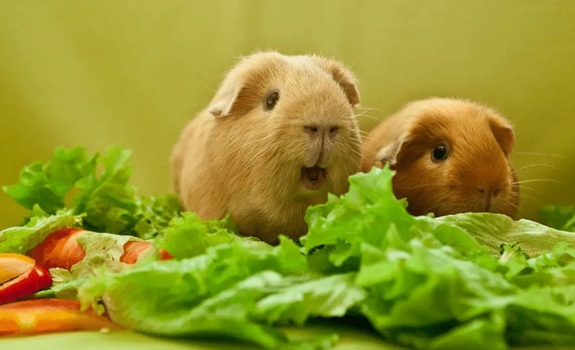 can guinea pigs eat horse hay
