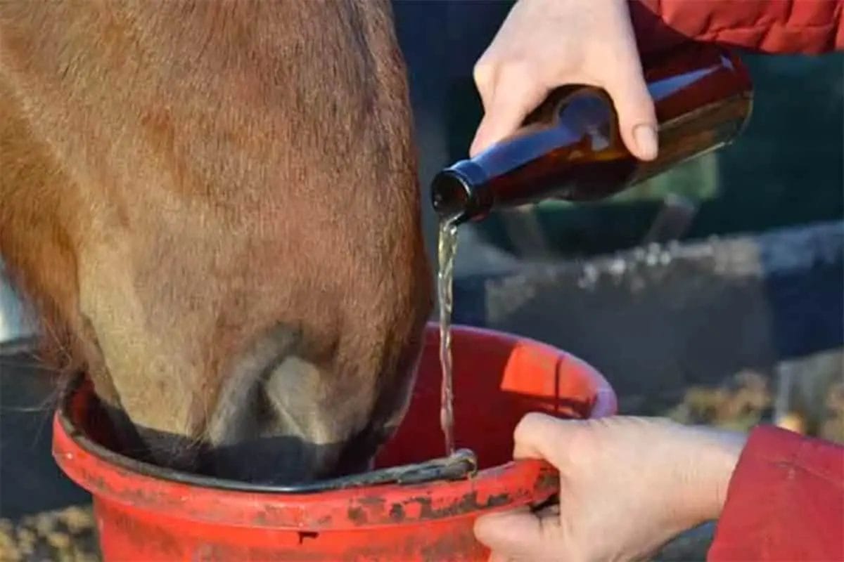 Can Horses Drink Beer? • Support Wild