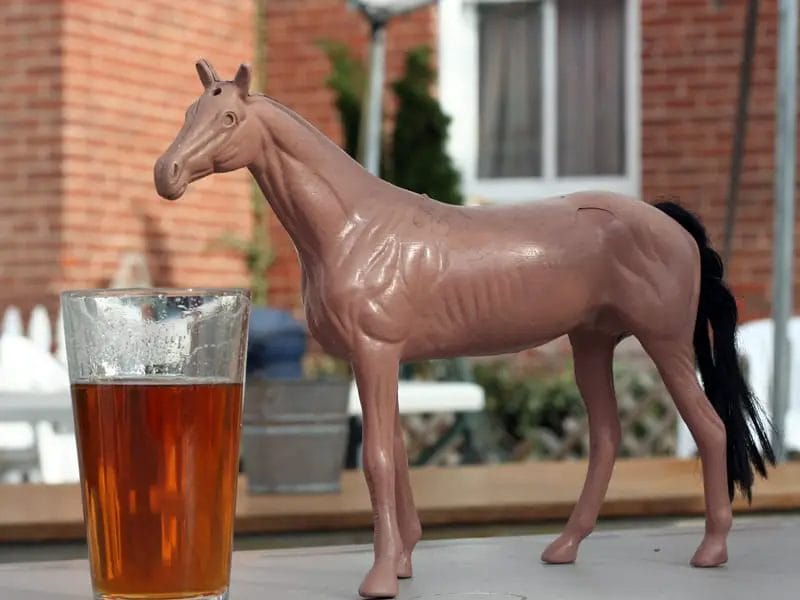 can horses drink beer
