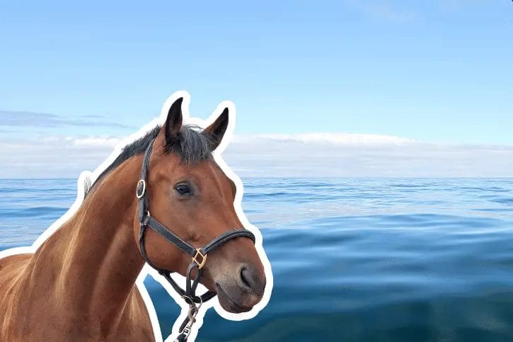 can horses drink salt water
