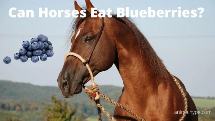 can horses eat blueberries
