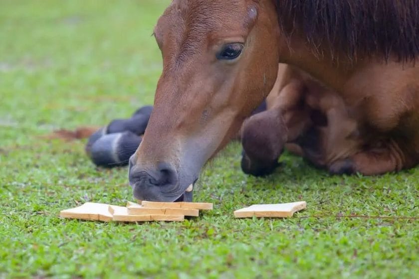 can horses eat bread

