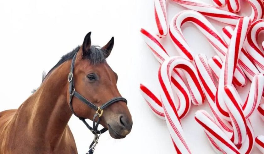 can horses eat candy canes
