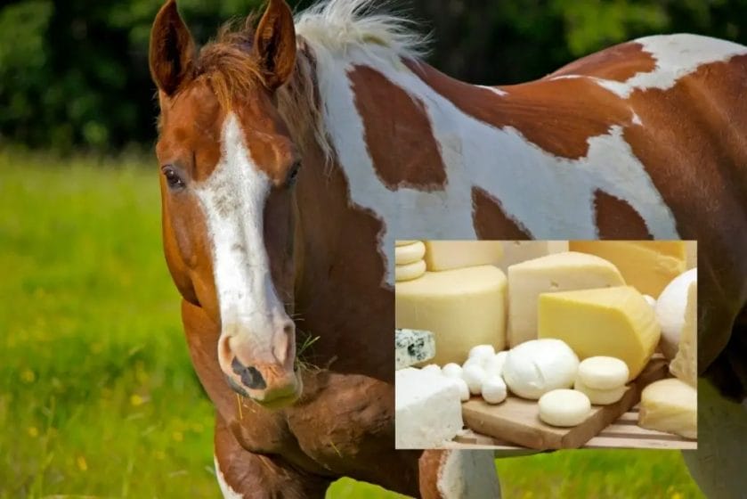 can horses eat cheese
