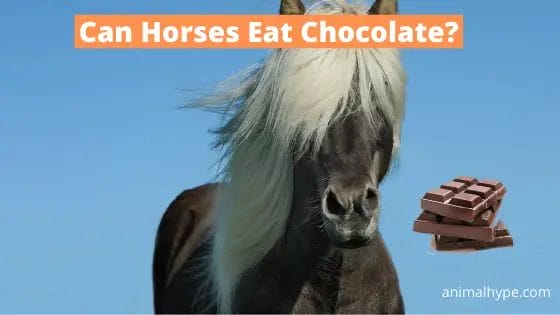 can horses eat chocolate
