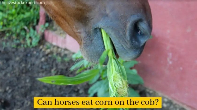 can horses eat corn on the cob
