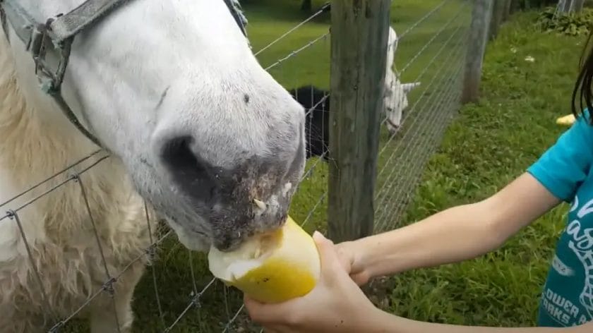 can horses eat cucumber
