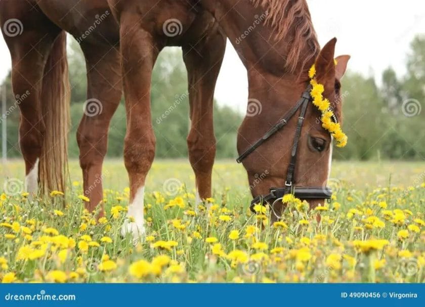 can horses eat dandelions
