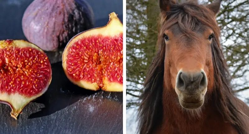 can horses eat figs
