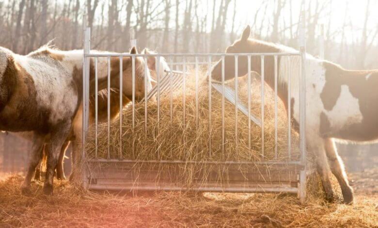 can-horses-eat-hay-that-has-been-rained-on-support-wild