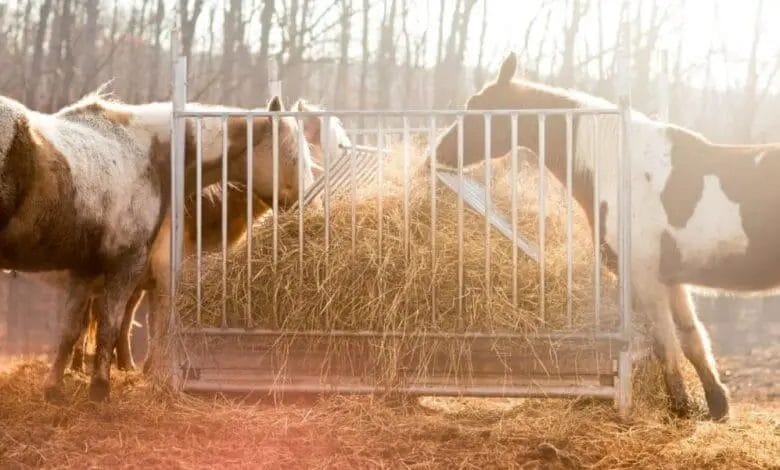 can horses eat hay that has been rained on
