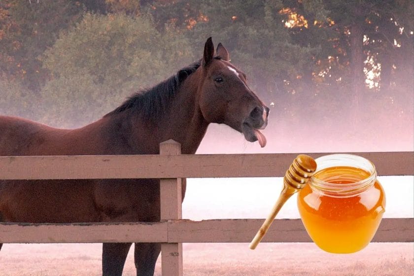 can horses eat honey
