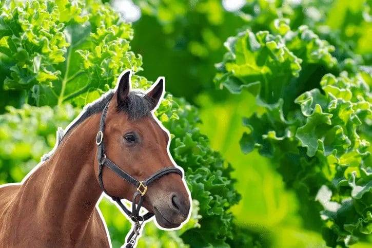 can horses eat kale

