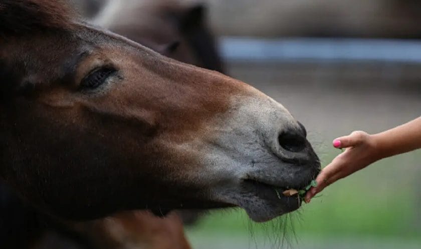 can horses eat mango
