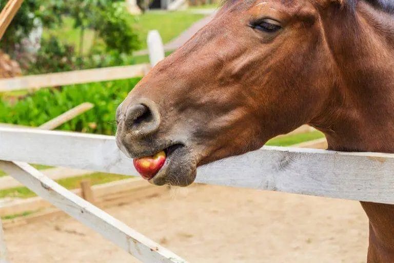 can horses eat nuts
