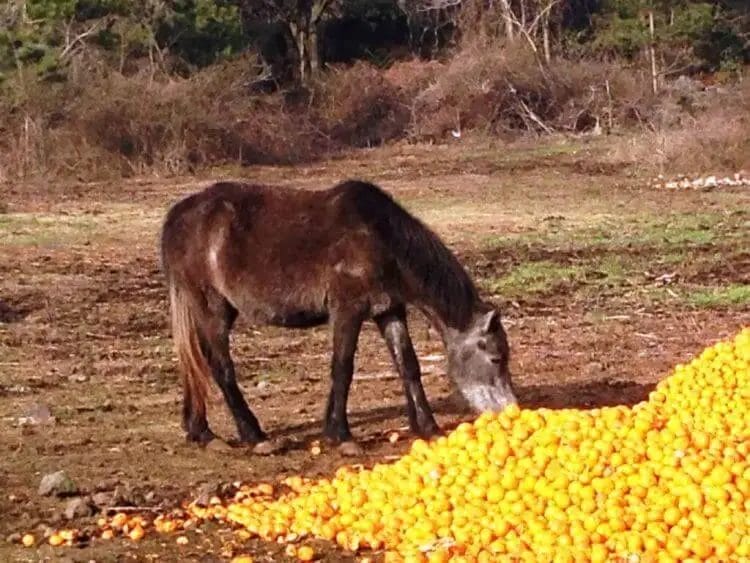 can horses eat orange peels
