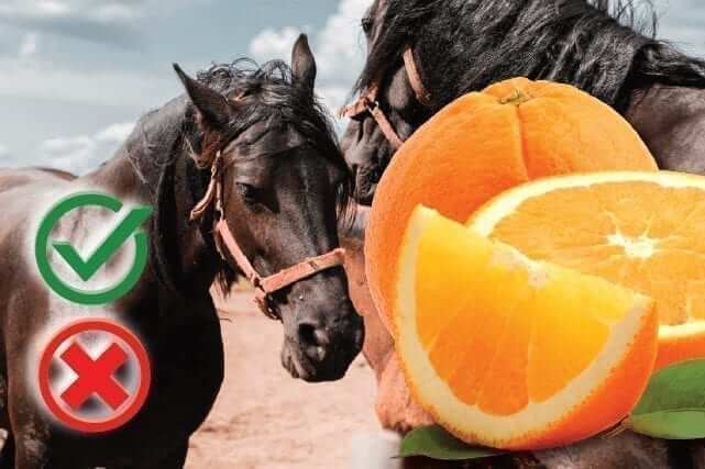 can horses eat oranges
