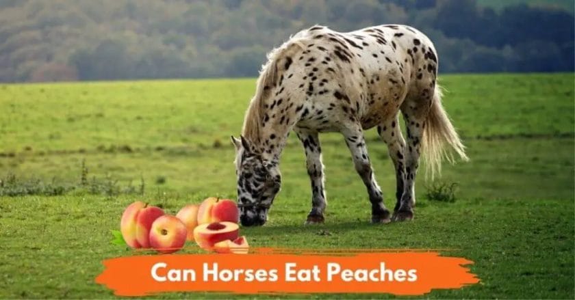 can horses eat peaches

