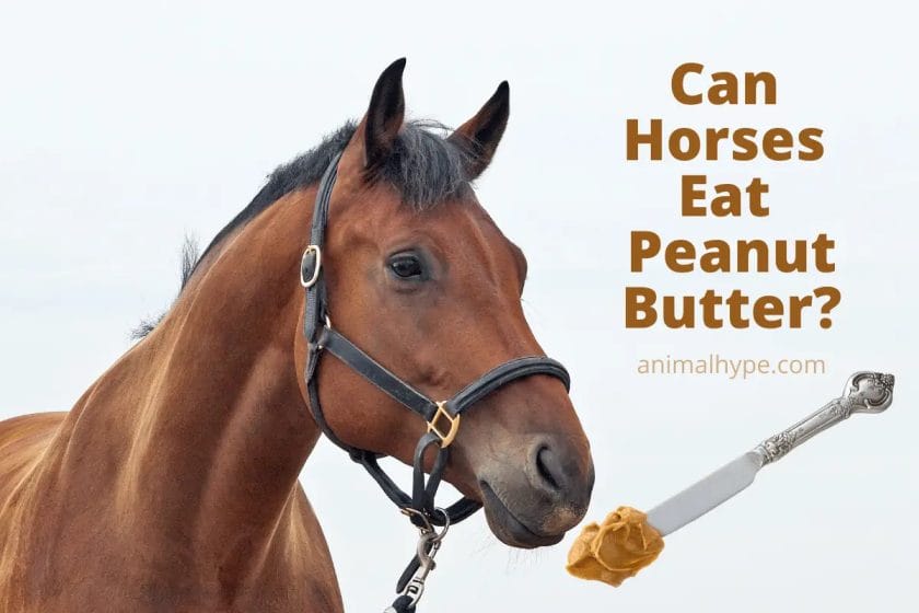 can horses eat peanut butter
