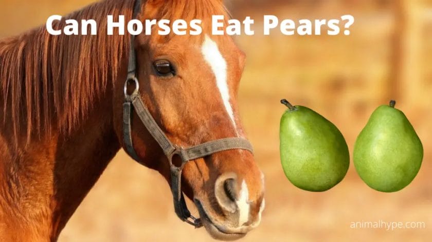 can horses eat pears

