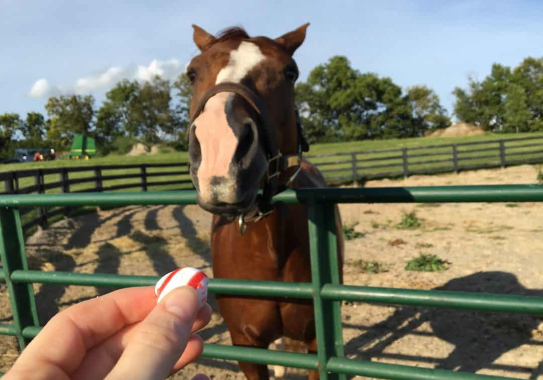 can horses eat peppermints
