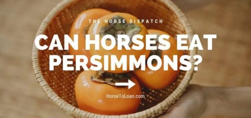 can horses eat persimmons

