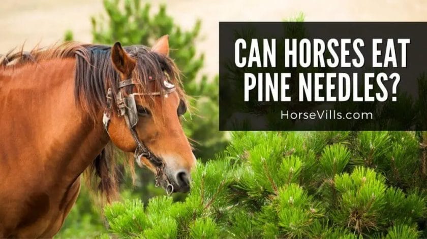 can horses eat pine needles
