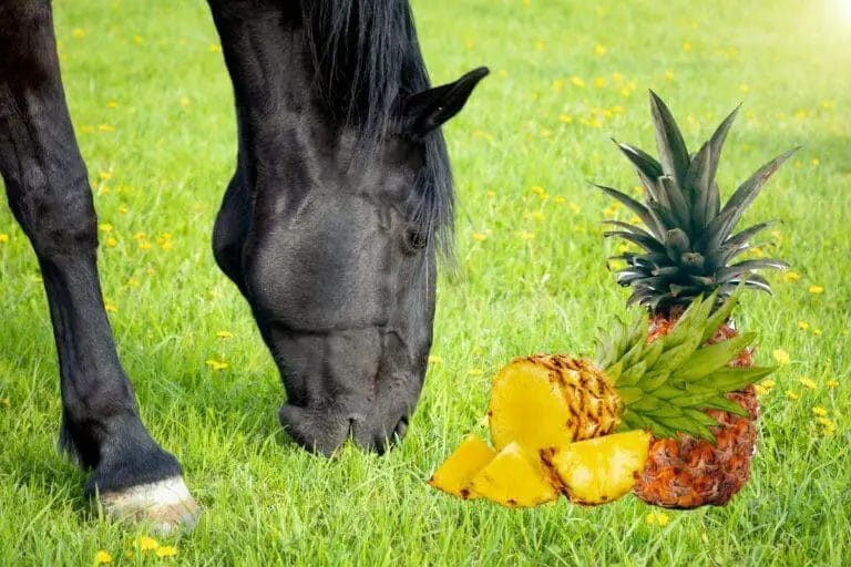 can horses eat pineapple
