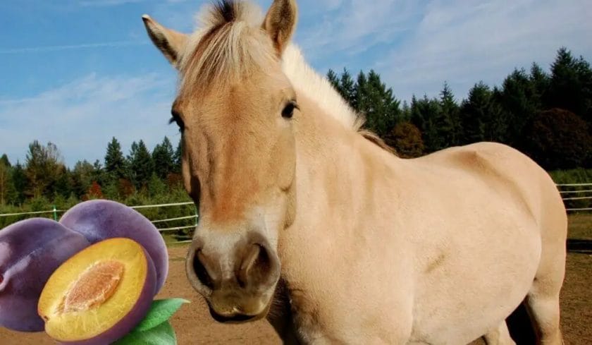 can horses eat plums

