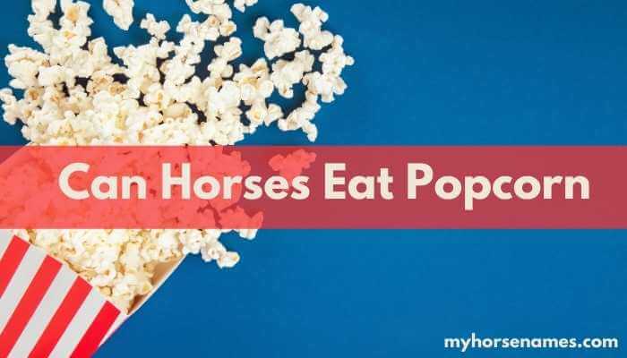 can horses eat popcorn
