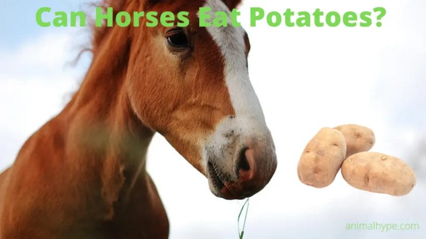 can horses eat potatoes
