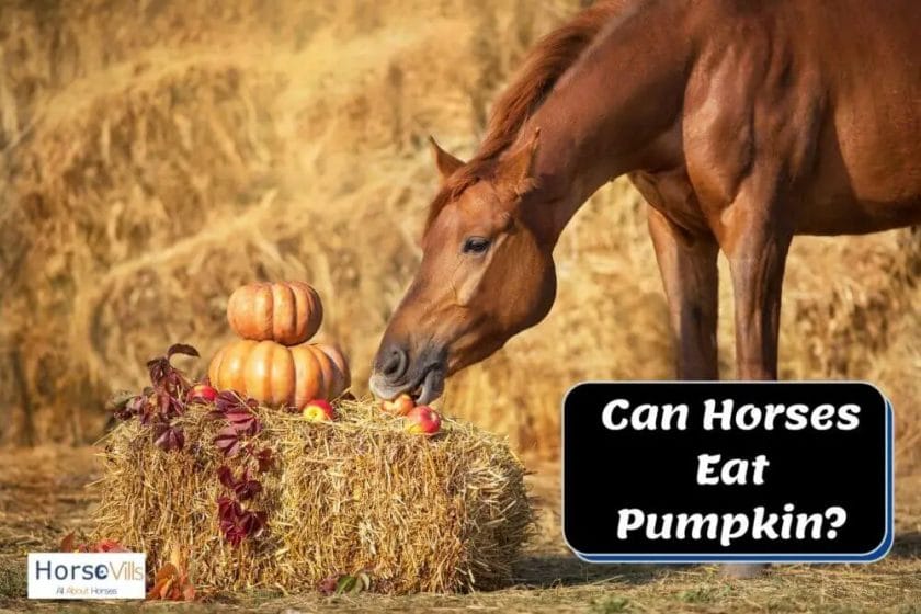 can horses eat pumpkin seeds
